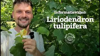 Liriodendron tulipifera &ndash; De tulpenboom die bloeit voor de kever! 🌳🐞
