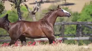 LOTE 28 (A): EMBRI&Atilde;O EFET. DON TORO HJG x FLORENCE EASE &mdash; 2⁰ 𝐕𝐈𝐓𝐑𝐈𝐍𝐄 𝐏𝐀𝐑𝐀𝐃𝐈𝐒𝐄 (𝐂𝐚𝐯𝐚𝐥𝐨𝐬 𝐃𝐞 𝐕𝐢𝐭𝐫𝐢𝐧𝐞)