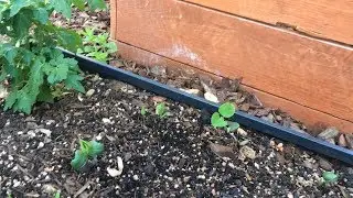Beans Update -- Pill Bugs!!!