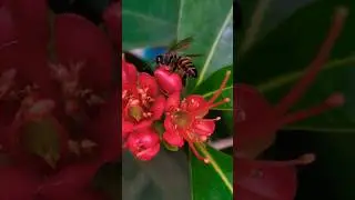 රොන් සොයා.Find honey 💐💐🐝🐝