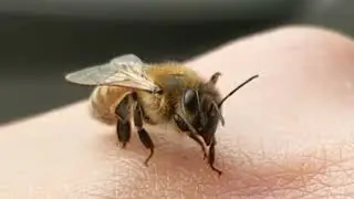 A Honey Bee Cleaning Itself 🐝