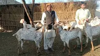 ما شاء اللہ جی بہت خوبصورت شوق چیک کریں اوچ شریف کے علاقے میں جام عزیز جھلان کا 03211576592