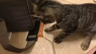 SPOT Kitty Fun Tubes Cat Toy Review | Bouncy Catnip Toys for Play & Exercise