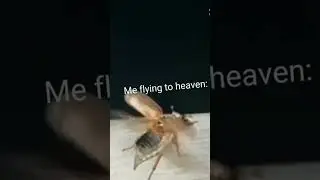 #roach 𓆩😇𓆪