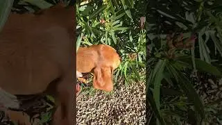 Happy Sniffari Saturday!
