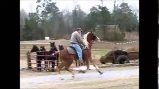 TWH stallion
