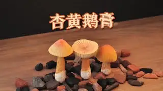 Apricot yellow amanita | [Playing with wood] Amanita phalloides is called 