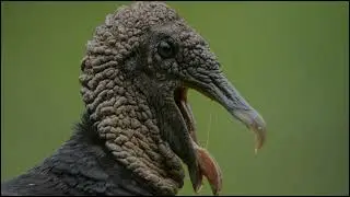 Black Vulture Sounds