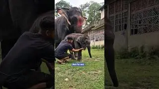Cute Baby Elephant Sound 🐘 😍