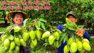 thu hoạch xoài đầu mùa vỡ trận và một ngày lao động của người nông dân miền tây | HCL #148