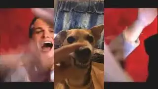 Lala Dog On Music