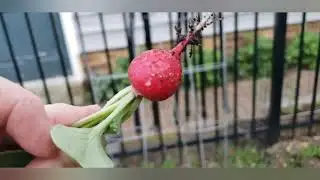 Garden Pests: Wireworms, Cabbage Looper, and Root Maggots (radish) #gardening #helpneeded ASAP😩