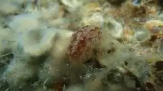 Pleurobranchus crossei 1 P5312392
