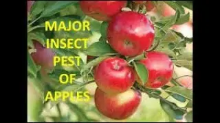 Pests of Apple