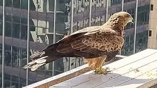 Kite Bird Feeding: Close-Up Look at Behavior and Eating Habits