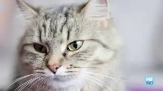 Can Pets Eat Eggs?