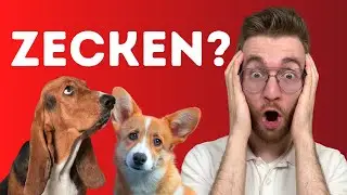 Zecken beim Hund: So schützt Du Deinen Liebling❗️🐶