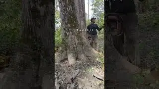 Master the Chainsaw: Precise Tree Felling and Log Processing