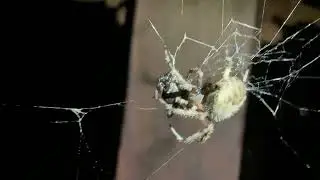 Cat-Faced Spider Wrapping It's Victim in Silk