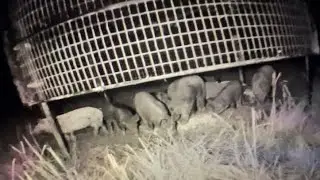 BIG PIG TRAP CATCHES WILD HOGS
