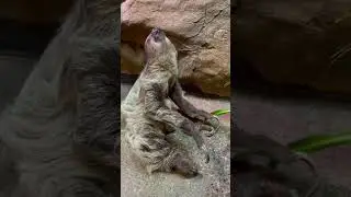 When a Sloth Climbs Down! #animals #animalshorts #cute #sloth #education #zoo
