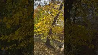 Алматы. Золотая осень в нашем городе. 25 октября 25-го года. #almaty  #kazakhstantravel