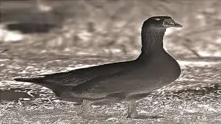 Emetos - Loose Goose On A Pedestal