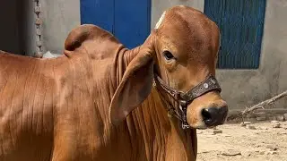 Macho New Entry At Hamdan Palai Centre|Mandivisit|