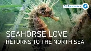 Wonders of the North Sea: Nature&rsquo;s Hidden Drama | Full Documentary