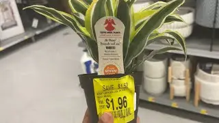$2 CLEARANCE Plants ❤️&zwj;🔥🥳🪴 Walmart Plant Shop With Me