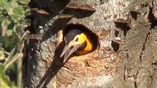 CAMPO FLICKER: Nesting! (COLAPTES CAMPESTRIS), PICA-PAU-DO-CAMPO, Breeding season.