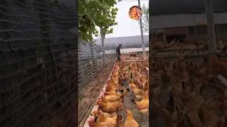 How to Golden mishri farming (#123) 🧺🐓 #shorts #shortsfeed #shortsvideo #viralvideo