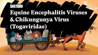 Equine Encephalitis Viruses & Chikungunya Virus (Togaviridae) - Part 1 | Sketchy Medical