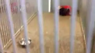 The dogs at Rain Rescue kennels