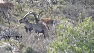 Driven Hunt & Mountain Game in Spain. 
