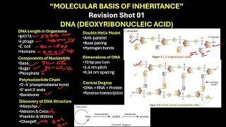 CBSE GRADE 12 DNA STRUCTURE Molecular Basis of Inheritance 1