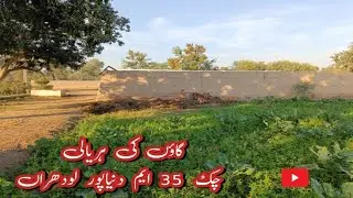 Gaon ki hariyali || village life is beautiful || Chak 35m || Dunyapur Lodhran Punjab || @dhaniaaltv