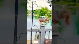 Clever Squirrel planning & plotting the ultimate bird feeder hiest 🐿️ #shortsfeed