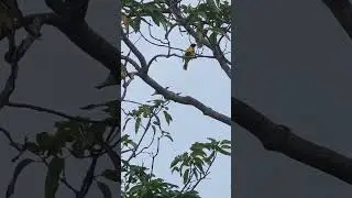 Zoom challenge | Peelak or mango bird | yellow | Beautiful #shorts #birds