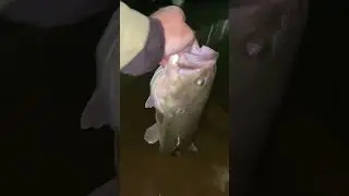 Largemouth bass caught on a Coppertreuse finesse worm on a shakyhead