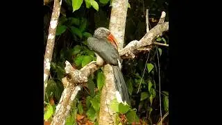 Malabar Grey Hornbill in Thattekkad Bird Sanctuary| Birdwatching in Kerala's Hidden Biodiversity Gem
