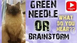 Green Needle or Brainstorm??#Shorts #RagdollCat