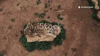 THE TIGER RABBIT AND DEER STORY | He Chased More&hellip; And Lost It All 20#story #kids #moralstories #art