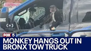 Monkey hangs out inside a Bronx tow truck: VIDEO