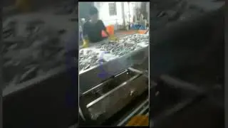 bubble washing machine, fish washing,  #fishmachine #seafood #fish #fishprocessing #bubblewashing