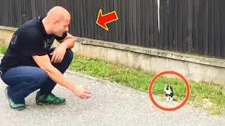 Man finds lost cat and brings it home, the next day something unbelievable happens