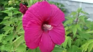 Extreme Close-up of Giant Red Hibiscus Flower,  August 2014