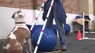 Treibball Skills - Chicago Dog Training