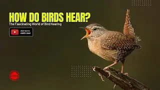 Увлекательный мир птичьего слуха: как слышат птицы?