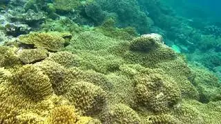 Snorkelling along the southern reef of Kri island